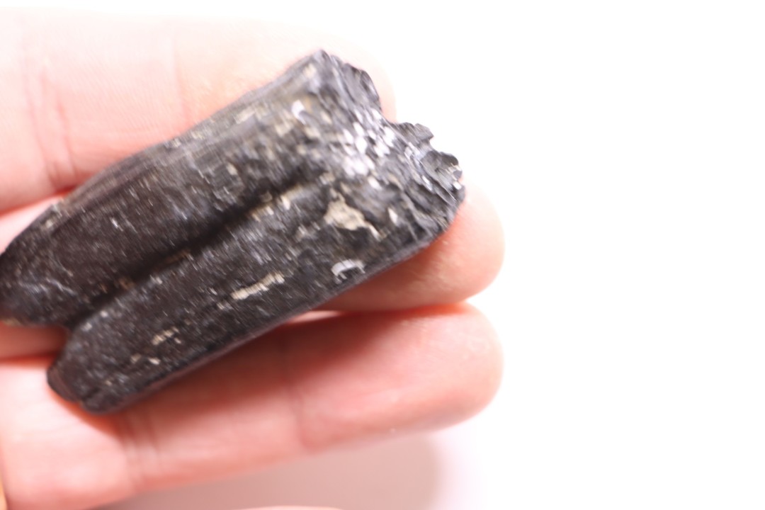 Equus complicatus tooth  Pleistocene   Beaufort County, South Carolina, United States