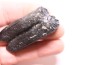 Equus complicatus tooth  Pleistocene   Beaufort County, South Carolina, United States