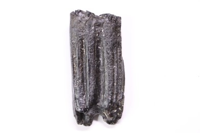 Equus complicatus tooth  Pleistocene   Beaufort County, South Carolina, United States