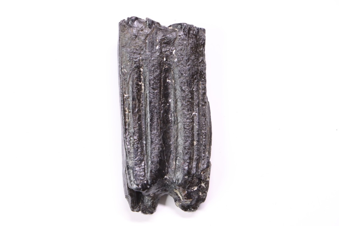 Equus complicatus tooth  Pleistocene   Beaufort County, South Carolina, United States
