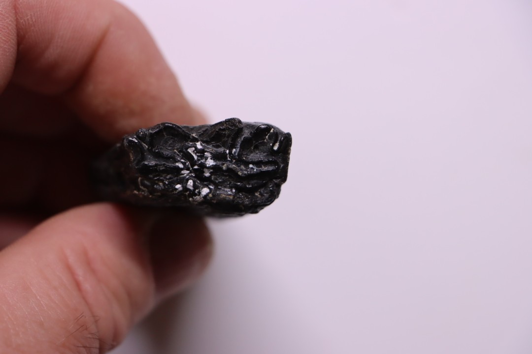 Equus complicatus tooth  Pleistocene   Beaufort County, South Carolina, United States