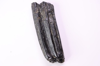 Equus complicatus tooth  Pleistocene   Beaufort County, South Carolina, United States