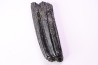 Equus complicatus tooth  Pleistocene   Beaufort County, South Carolina, United States