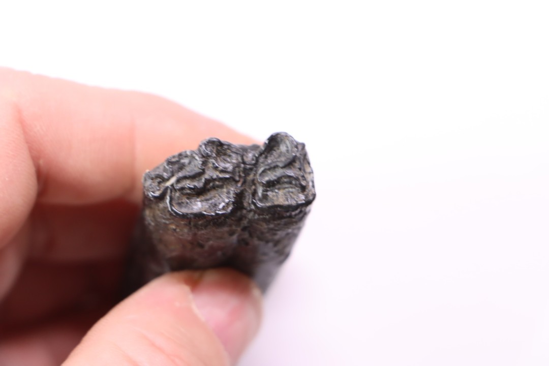 Equus complicatus tooth  Pleistocene   Beaufort County, South Carolina, United States