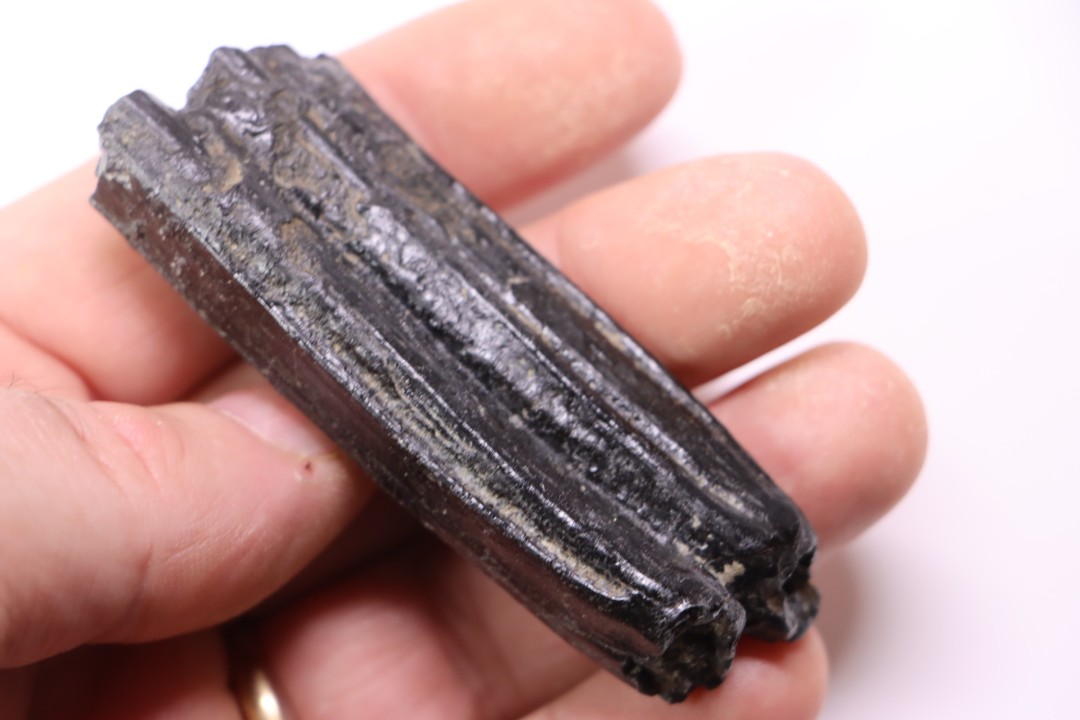 Equus complicatus tooth  Pleistocene   Beaufort County, South Carolina, United States