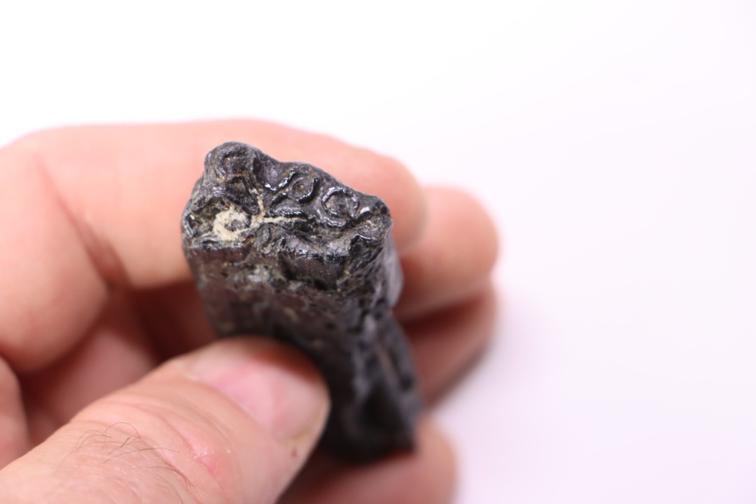 Equus complicatus tooth  Pleistocene   Beaufort County, South Carolina, United States