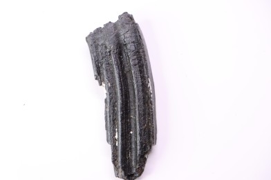 Equus complicatus tooth  Pleistocene   Beaufort County, South Carolina, United States