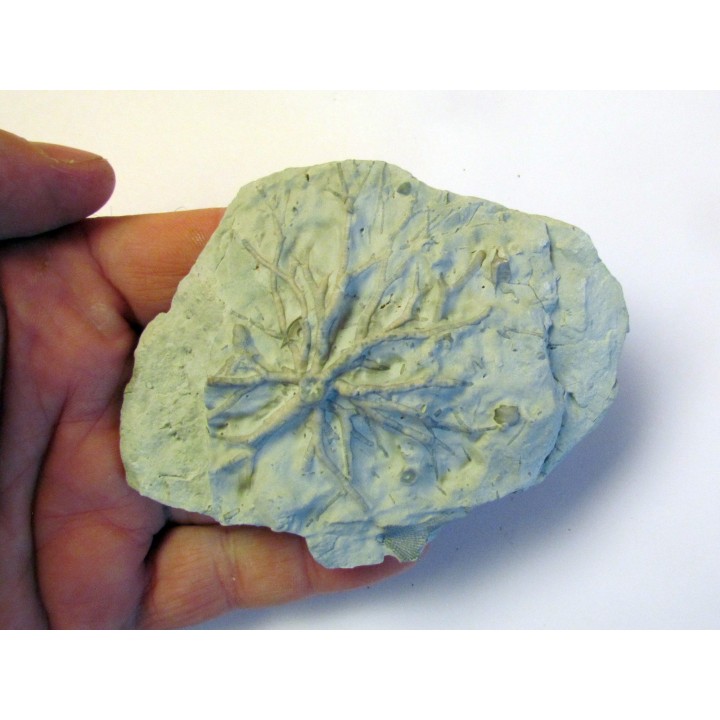 Eucalyptocrinus crassus (1)