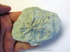 Eucalyptocrinus crassus (1)