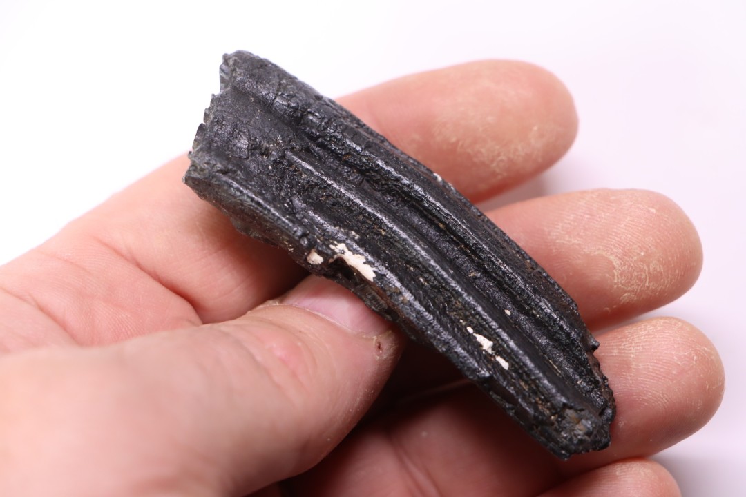 Equus complicatus tooth  Pleistocene   Beaufort County, South Carolina, United States