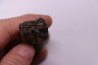 Equus complicatus tooth  Pleistocene   Beaufort County, South Carolina, United States