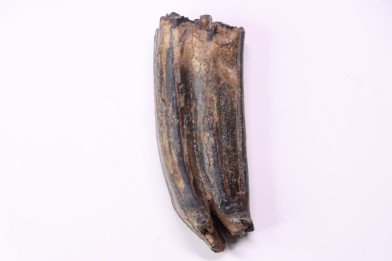 Equus complicatus tooth  Pleistocene   Beaufort County, South Carolina, United States