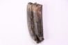 Equus complicatus tooth  Pleistocene   Beaufort County, South Carolina, United States