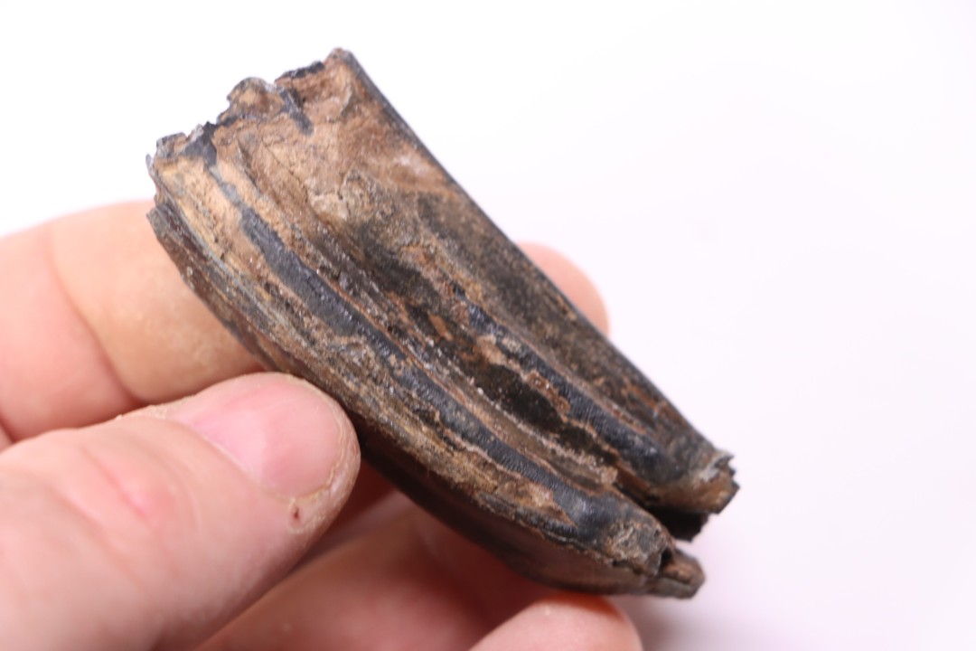 Equus complicatus tooth  Pleistocene   Beaufort County, South Carolina, United States