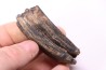 Equus complicatus tooth  Pleistocene   Beaufort County, South Carolina, United States