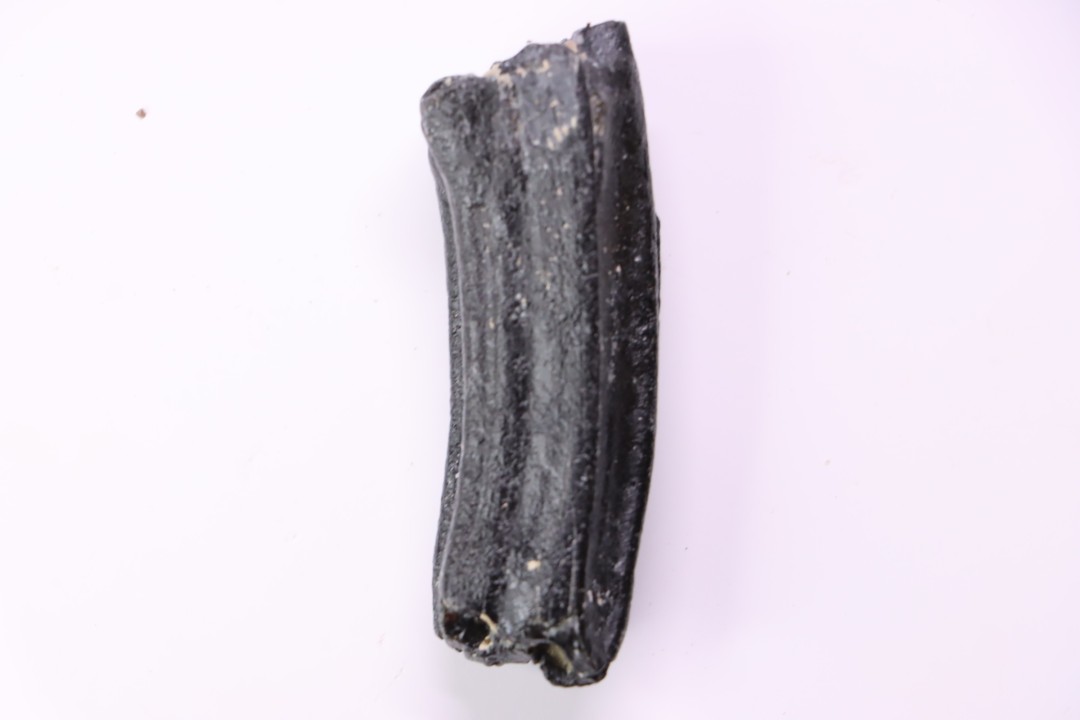 Equus complicatus tooth  Pleistocene   Beaufort County, South Carolina, United States