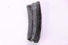Equus complicatus tooth  Pleistocene   Beaufort County, South Carolina, United States