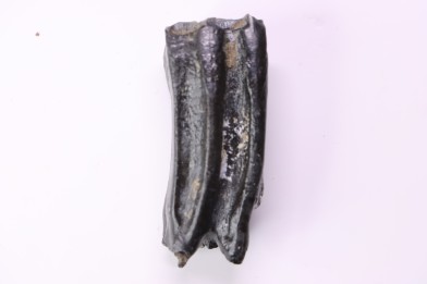 Equus complicatus tooth  Pleistocene   Beaufort County, South Carolina, United States