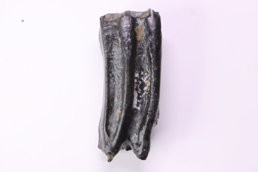Equus complicatus tooth  Pleistocene   Beaufort County, South Carolina, United States