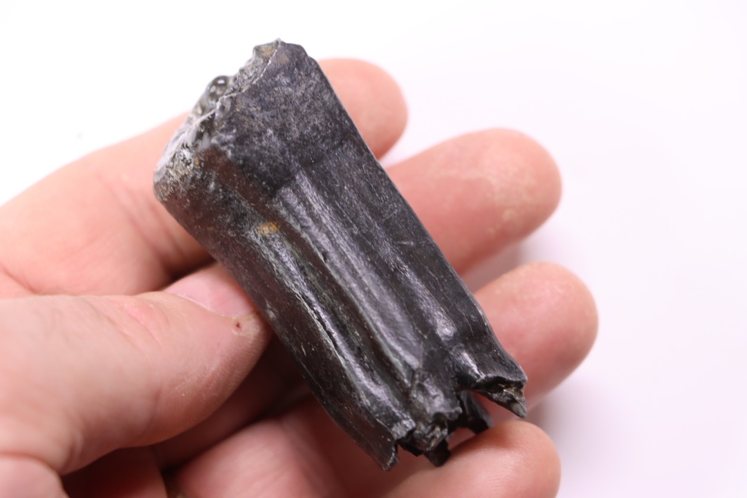 Equus complicatus tooth  Pleistocene   Beaufort County, South Carolina, United States