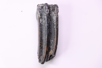 Equus complicatus tooth  Pleistocene   Beaufort County, South Carolina, United States