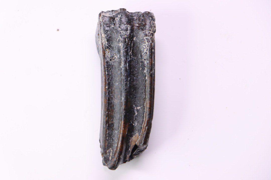 Equus complicatus tooth  Pleistocene   Beaufort County, South Carolina, United States