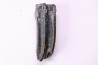 Equus complicatus tooth  Pleistocene   Beaufort County, South Carolina, United States