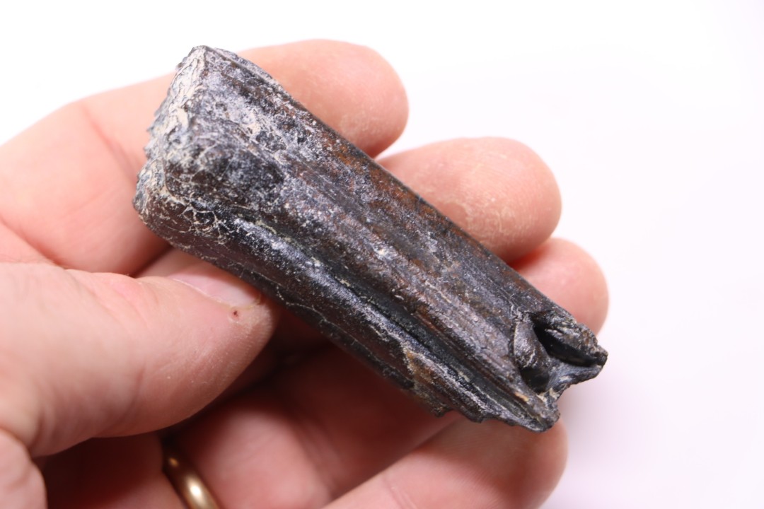 Equus complicatus tooth  Pleistocene   Beaufort County, South Carolina, United States