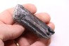 Equus complicatus tooth  Pleistocene   Beaufort County, South Carolina, United States
