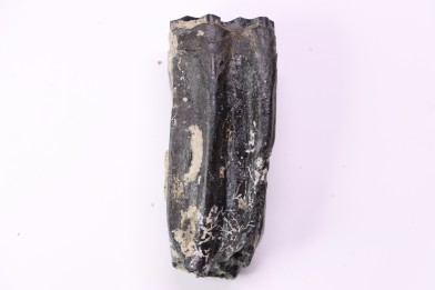 Equus complicatus tooth  Pleistocene   Beaufort County, South Carolina, United States