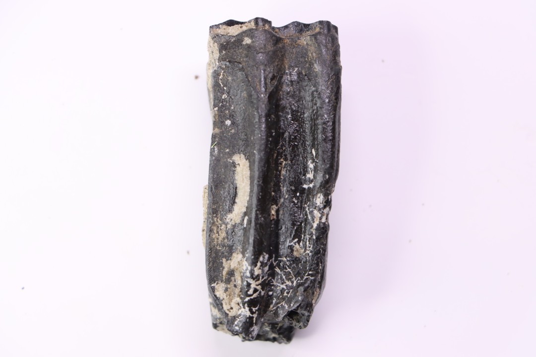 Equus complicatus tooth  Pleistocene   Beaufort County, South Carolina, United States