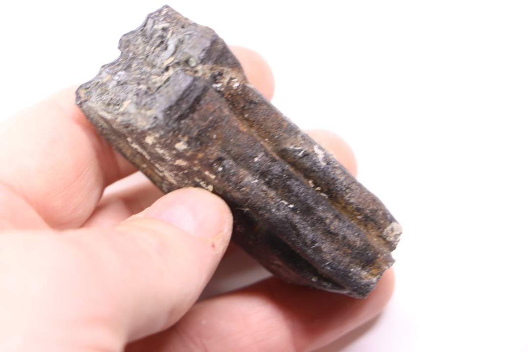Equus complicatus tooth  Pleistocene   Beaufort County, South Carolina, United States