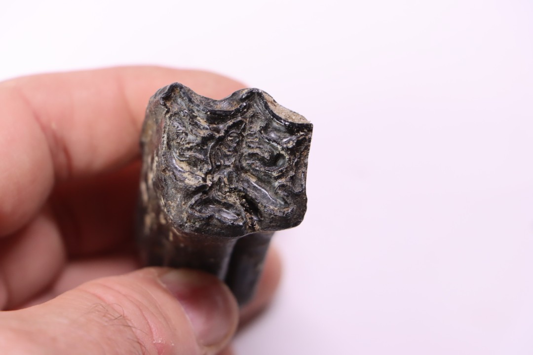 Equus complicatus tooth  Pleistocene   Beaufort County, South Carolina, United States