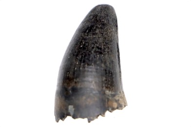 Crocodile tooth  Alligator mississippiensis   Pléistocène   North Florida, USA