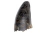 Crocodile tooth  Alligator mississippiensis   Pléistocène   North Florida, USA