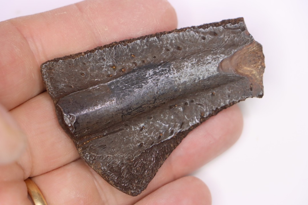 Turttle shell plate  Pléistocène   North Florida, USA