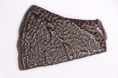 Turttle shell plate  Pléistocène   North Florida, USA