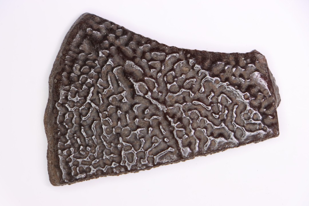 Turttle shell plate  Pléistocène   North Florida, USA