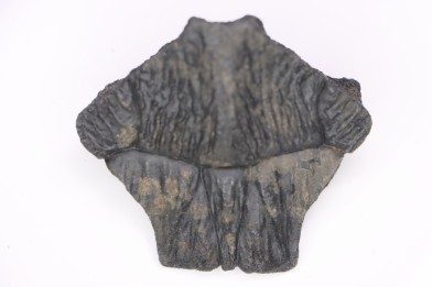 Turttle shell plate  Pléistocène   North Florida, USA