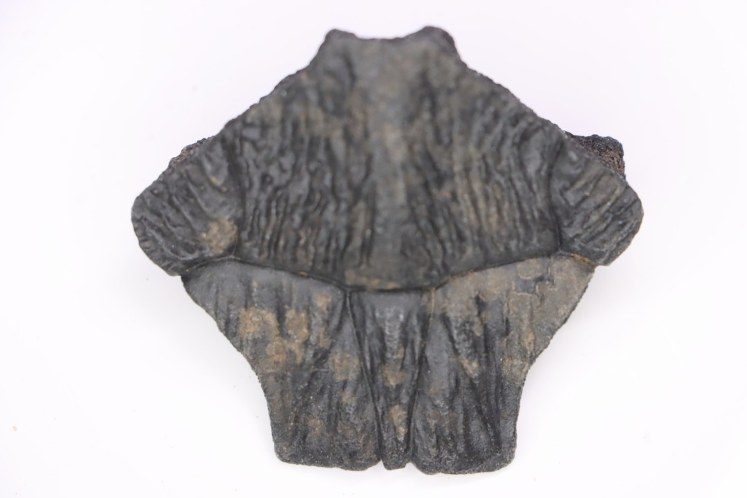 Turttle shell plate  Pléistocène   North Florida, USA