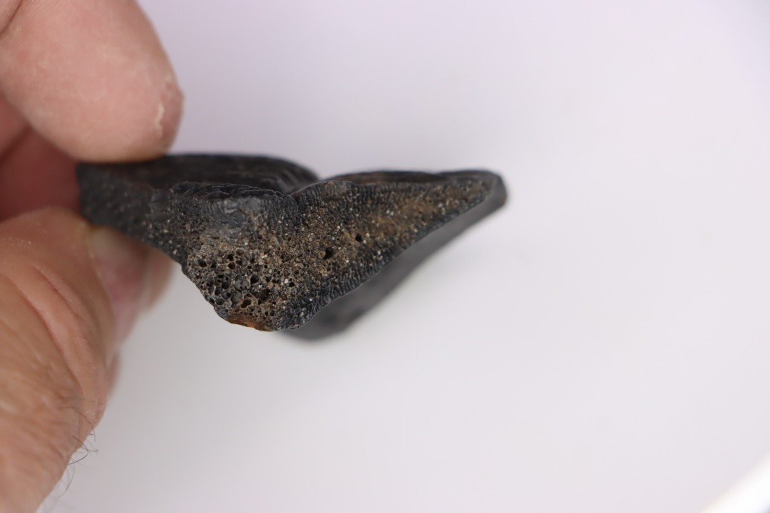 Turttle shell plate  Pléistocène   North Florida, USA