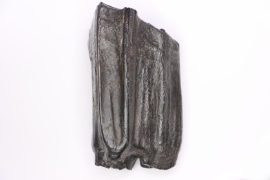 Equus complicatus tooth  Pleistocene   Beaufort County, South Carolina, United States