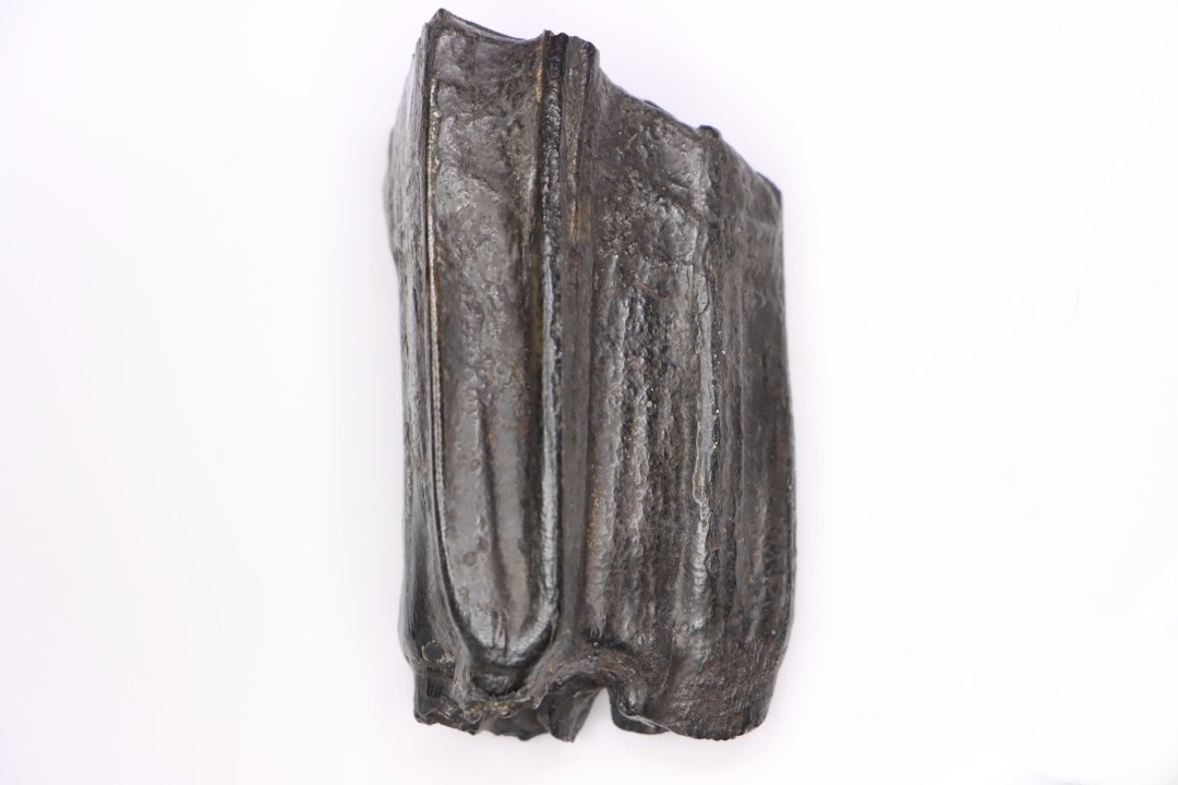 Equus complicatus tooth  Pleistocene   Beaufort County, South Carolina, United States