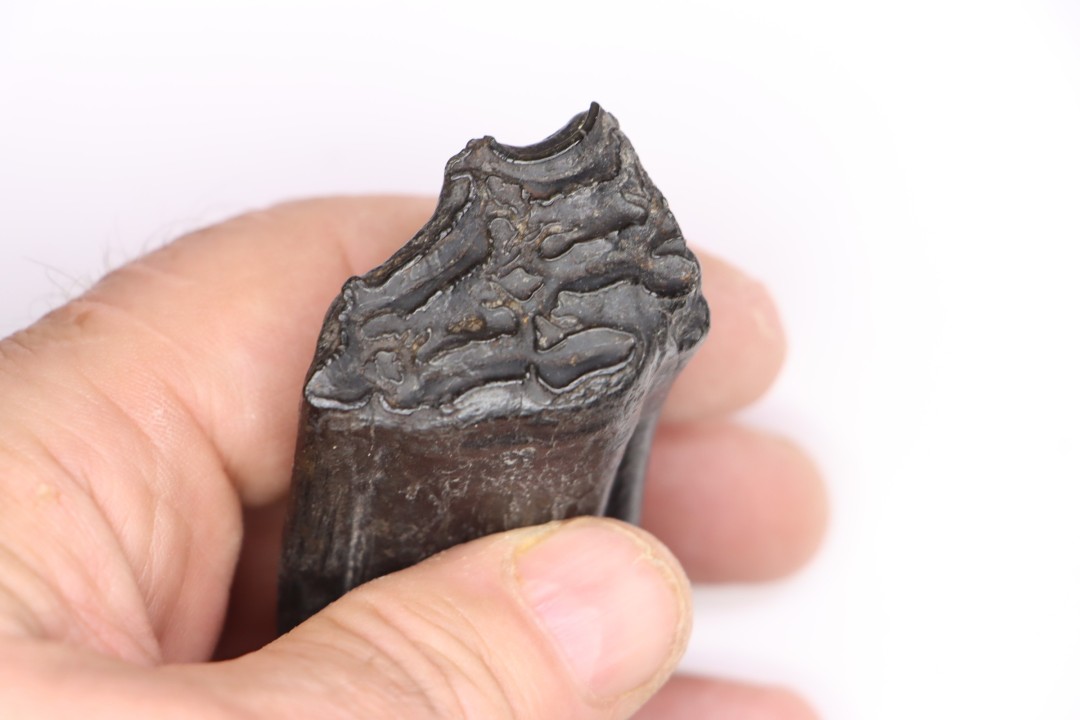 Equus complicatus tooth  Pleistocene   Beaufort County, South Carolina, United States