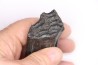 Equus complicatus tooth  Pleistocene   Beaufort County, South Carolina, United States