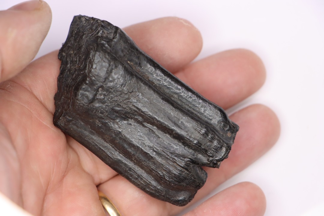 Equus complicatus tooth  Pleistocene   Beaufort County, South Carolina, United States