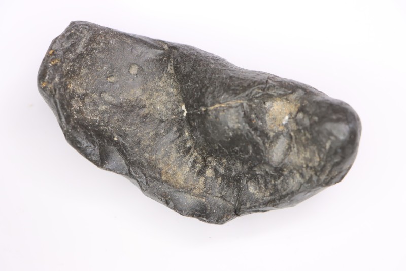 bulla tympani de baleine mio-pliocene Floride - USA