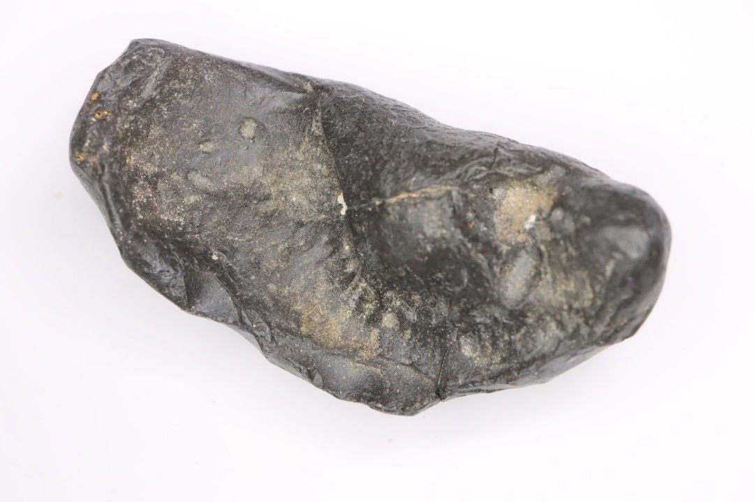 whale earbone  mio-pliocene  Florida - USA