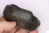 whale earbone  mio-pliocene  Florida - USA