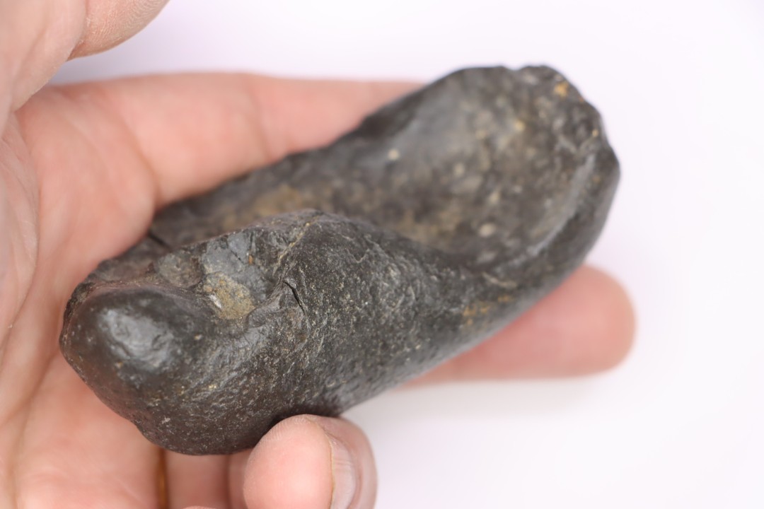 bulla tympani de baleine  mio-pliocene  Floride - USA